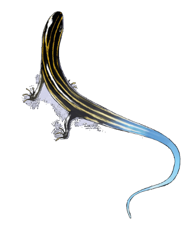 This would have been an image of a cool lizard if it loaded. Womp womp womp.